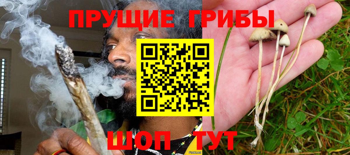 Луга  Псилоцибиновые грибы Psilocybe  Вход с VPN  Галлюциногенные грибы прущие грибы 